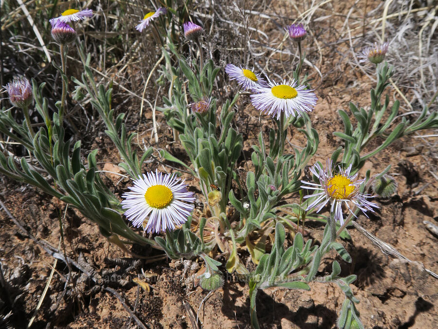 spreading fleabane (Erigeron divergens) [Squaw Canyon, Canyonlands National Park, San Juan County, Utah]