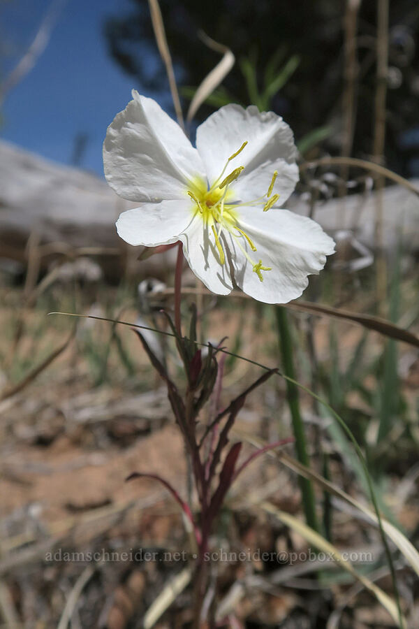 pale evening-primrose (Oenothera pallida) [Squaw Canyon, Canyonlands National Park, San Juan County, Utah]