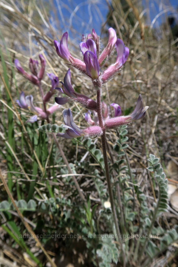 Thompson's woolly milk-vetch (Astragalus mollissimus var. thompsoniae) [Squaw Canyon, Canyonlands National Park, San Juan County, Utah]