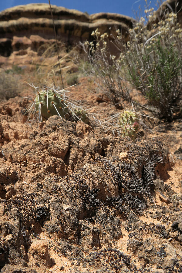 cryptobiotic soil crust [Squaw Canyon, Canyonlands National Park, San Juan County, Utah]