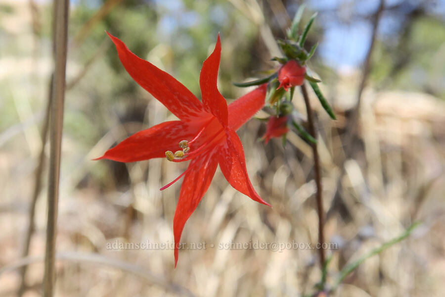 scarlet gilia (Ipomopsis aggregata) [Squaw Canyon, Canyonlands National Park, San Juan County, Utah]