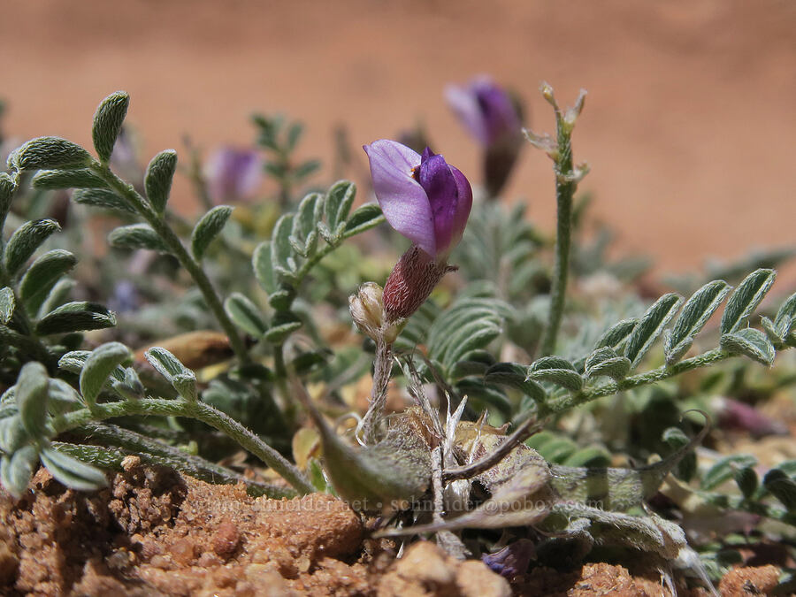 Monument Valley milk-vetch (Astragalus monumentalis) [Squaw Canyon, Canyonlands National Park, San Juan County, Utah]