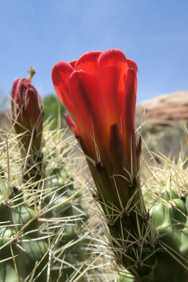 Mojave king-cup cactus (Echinocereus triglochidiatus ssp. mojavensis) [Squaw Canyon, Canyonlands National Park, San Juan County, Utah]