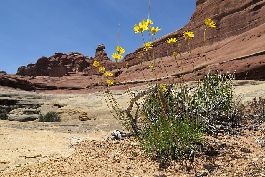 Ives' four-nerved daisy (