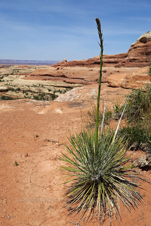 yucca, budding (Yucca sp.) [Big Springs Canyon, Canyonlands National Park, San Juan County, Utah]