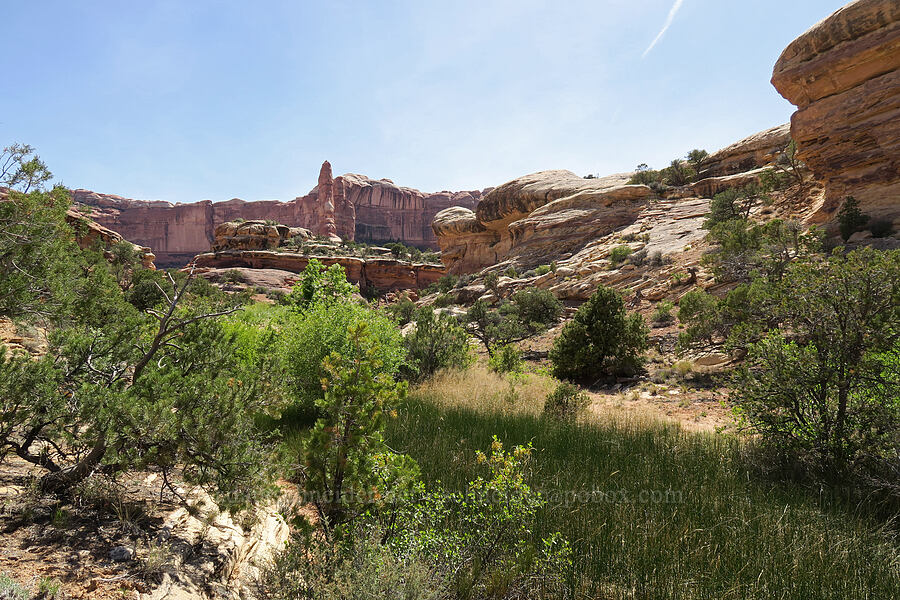 springs in Big Springs Canyon [Big Springs Canyon, Canyonlands National Park, San Juan County, Utah]