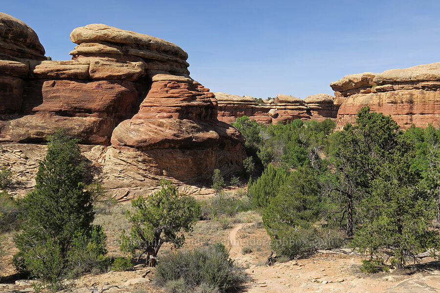 trail through Big Springs Canyon [Big Springs Canyon, Canyonlands National Park, San Juan County, Utah]