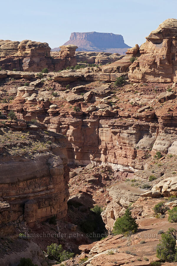 Big Springs Canyon & Junction Butte [Big Springs Canyon Overlook, Canyonlands National Park, San Juan County, Utah]