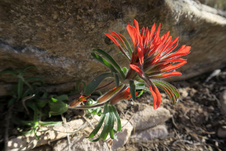 desert paintbrush (Castilleja chromosa) [Newspaper Rock State Historic Monument, San Juan County, Utah]