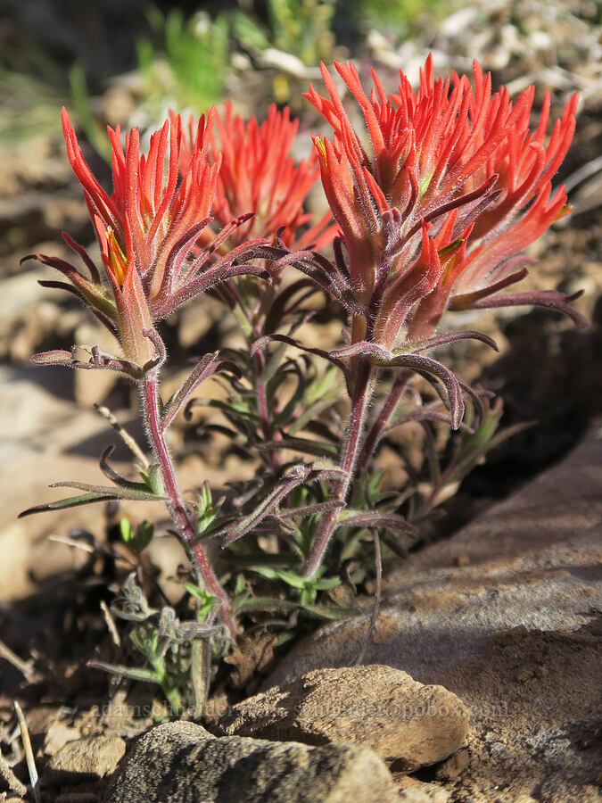 rough paintbrush (Castilleja scabrida) [Newspaper Rock State Historic Monument, San Juan County, Utah]