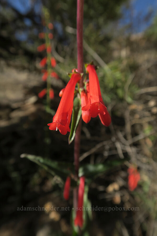 firecracker penstemon (Penstemon eatonii) [Newspaper Rock State Historic Monument, San Juan County, Utah]