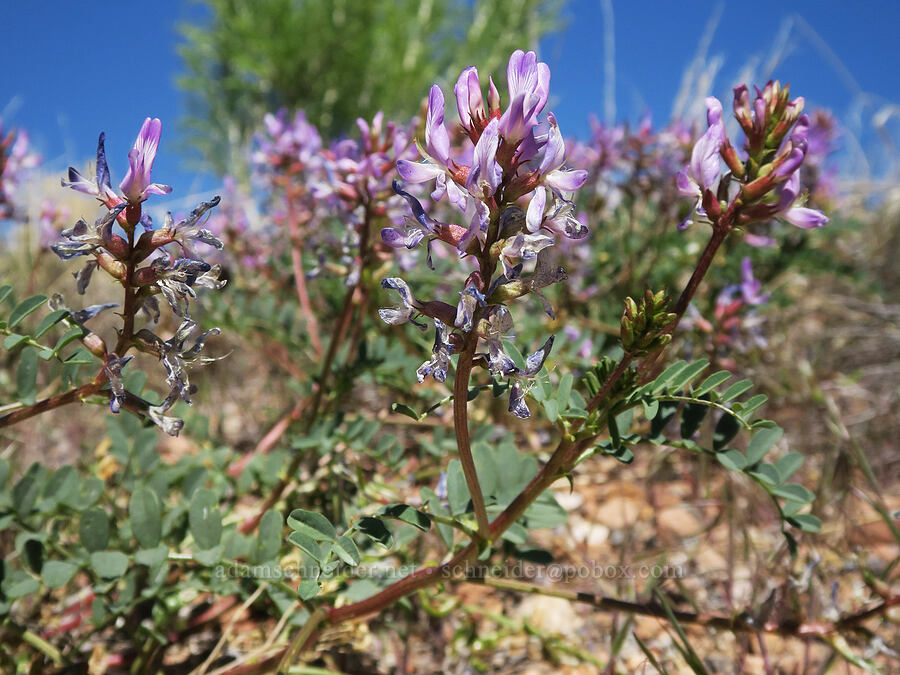 Preuss' milk-vetch (Astragalus preussii) [SR-313, Grand County, Utah]