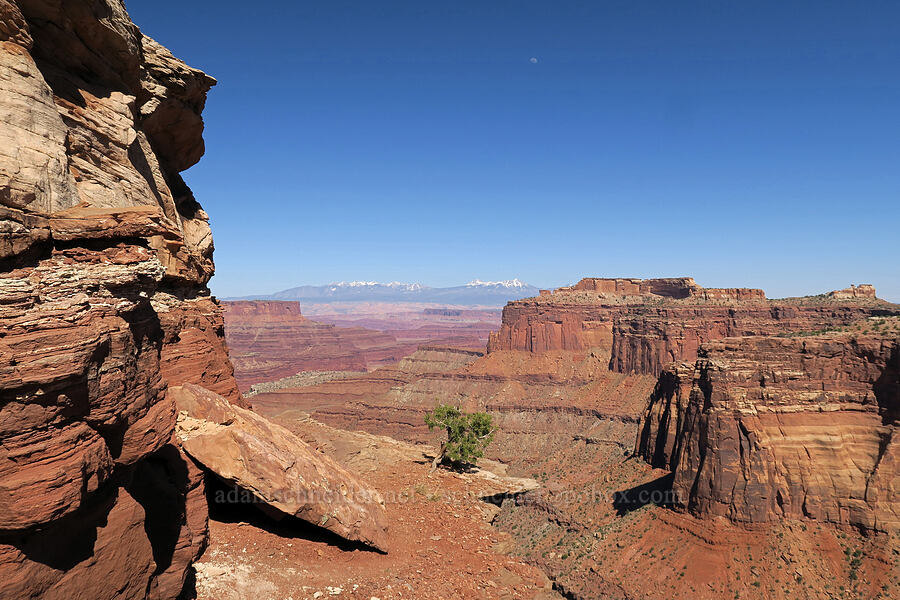 South Fork Shafer Canyon [Shafer Canyon Overlook, Canyonlands National Park, San Juan County, Utah]