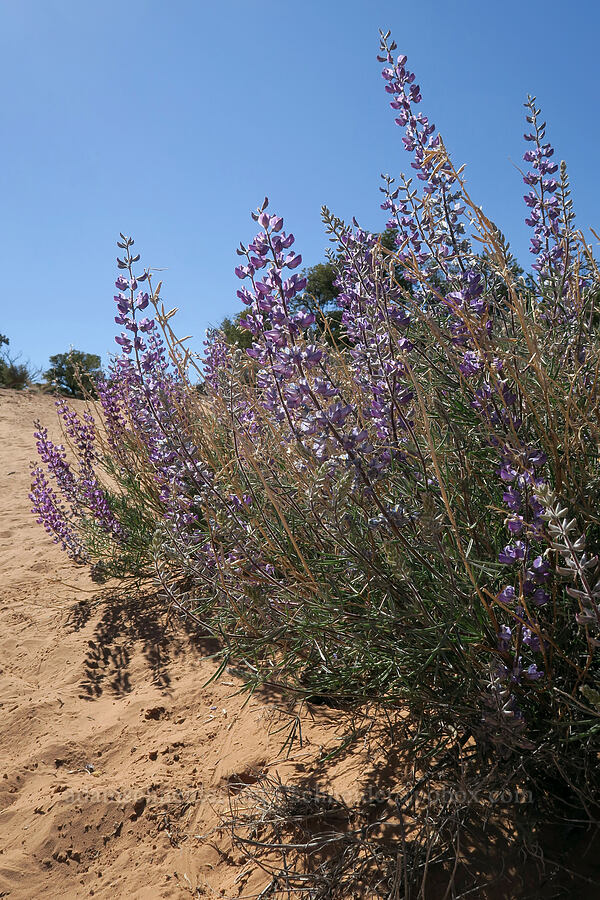 silvery lupine (Lupinus argenteus) [Mesa Arch Trail, Canyonlands National Park, San Juan County, Utah]