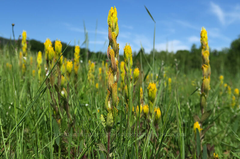 golden paintbrush (Castilleja levisecta) [Finley Refuge Road, Finley National Wildlife Refuge, Benton County, Oregon]