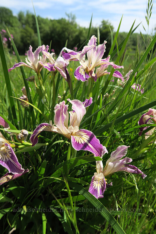 Oregon iris (Iris tenax) [Finley Refuge Road, Finley National Wildlife Refuge, Benton County, Oregon]