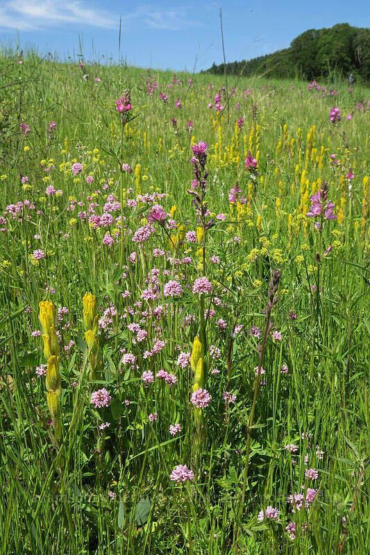 golden paintbrush, rosy plectritis, & checker-mallow (Castilleja levisecta, Plectritis congesta, Sidalcea virgata (Sidalcea malviflora ssp. virgata)) [Finley Refuge Road, Finley National Wildlife Refuge, Benton County, Oregon]