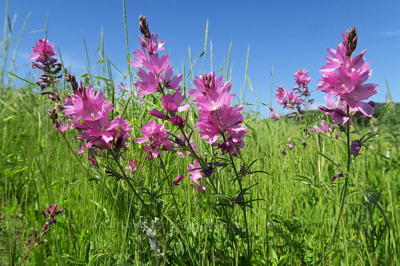 rose checker-mallow (Sidalcea virgata (Sidalcea malviflora ssp. virgata)) [Finley Refuge Road, Finley National Wildlife Refuge, Benton County, Oregon]