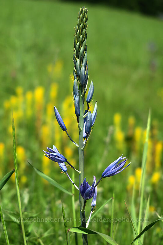 great camas (Camassia leichtlinii ssp. suksdorfii) [Finley Refuge Road, Finley National Wildlife Refuge, Benton County, Oregon]