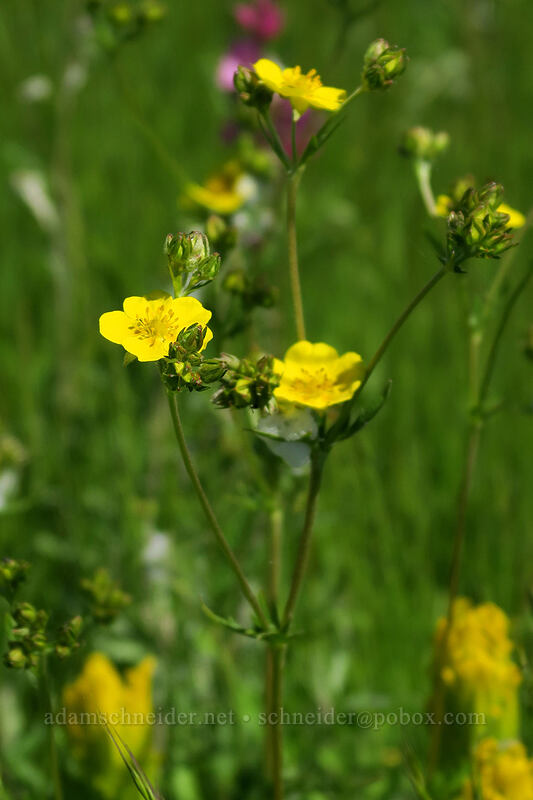 graceful cinquefoil (Potentilla gracilis) [Finley Refuge Road, Finley National Wildlife Refuge, Benton County, Oregon]