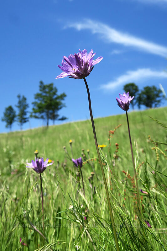 fork-toothed ookow (Dichelostemma congestum (Brodiaea congesta)) [Finley Refuge Road, Finley National Wildlife Refuge, Benton County, Oregon]