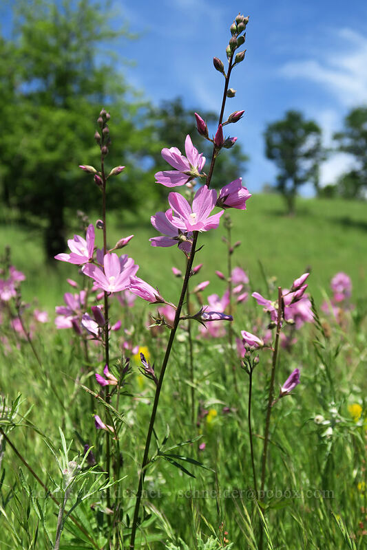 rose checker-mallow (Sidalcea virgata (Sidalcea malviflora ssp. virgata)) [Finley Refuge Road, Finley National Wildlife Refuge, Benton County, Oregon]