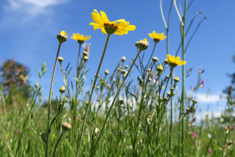 Oregon sunshine (Eriophyllum lanatum) [Finley Refuge Road, Finley National Wildlife Refuge, Benton County, Oregon]