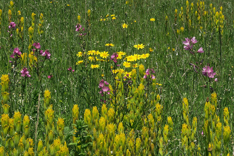 golden paintbrush, checker-mallow, & Oregon sunshine (Castilleja levisecta, Sidalcea virgata (Sidalcea malviflora ssp. virgata), Eriophyllum lanatum) [Finley Refuge Road, Finley National Wildlife Refuge, Benton County, Oregon]