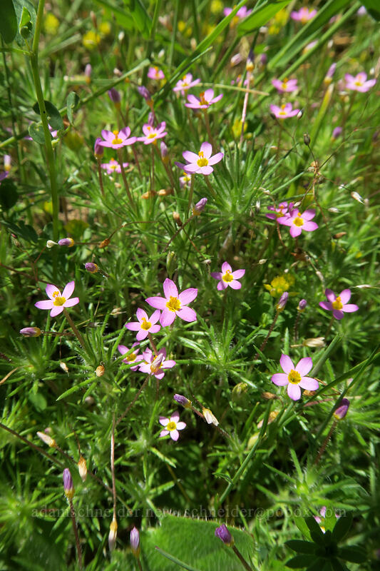 true baby stars (Leptosiphon bicolor (Linanthus bicolor)) [Cabell Marsh Trail, Finley National Wildlife Refuge, Benton County, Oregon]