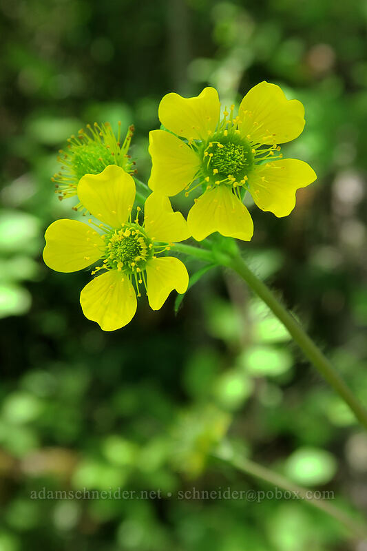 large-leaf avens (Geum macrophyllum) [Cabell Marsh Trail, Finley National Wildlife Refuge, Benton County, Oregon]