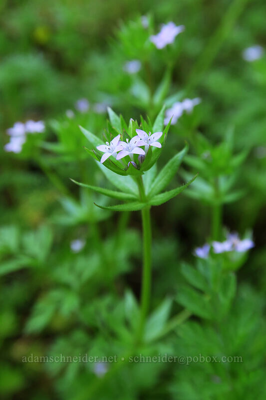 blue field-madder (Sherardia arvensis) [Cabell Marsh Trail, Finley National Wildlife Refuge, Benton County, Oregon]