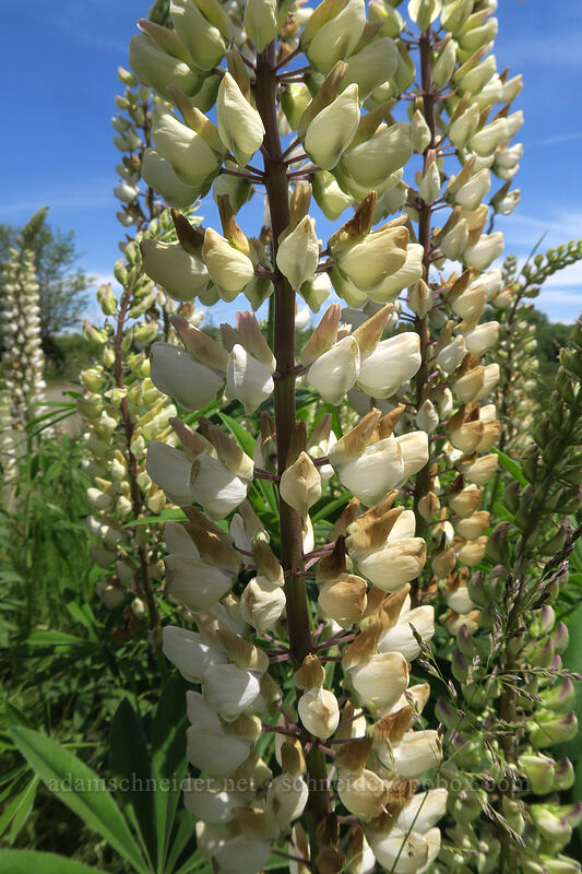 big-leaf lupines (Lupinus polyphyllus) [Finley Refuge Road, Finley National Wildlife Refuge, Benton County, Oregon]