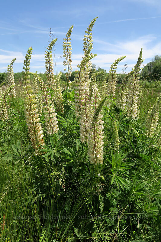 big-leaf lupines (Lupinus polyphyllus) [Finley Refuge Road, Finley National Wildlife Refuge, Benton County, Oregon]