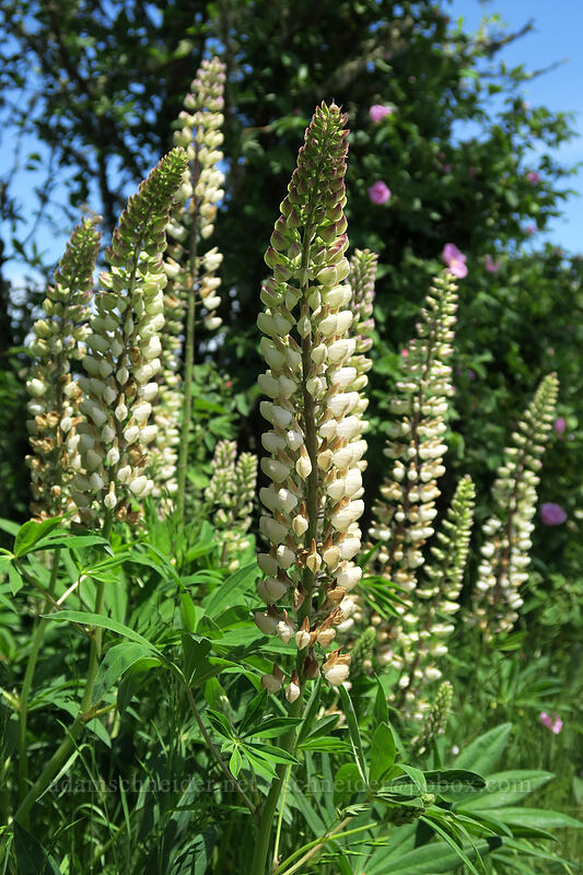 big-leaf lupines (Lupinus polyphyllus) [Finley Refuge Road, Finley National Wildlife Refuge, Benton County, Oregon]