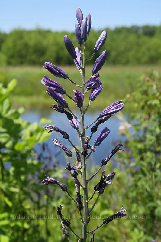great camas (Camassia leichtlinii ssp. suksdorfii) [Finley Refuge Road, Finley National Wildlife Refuge, Benton County, Oregon]