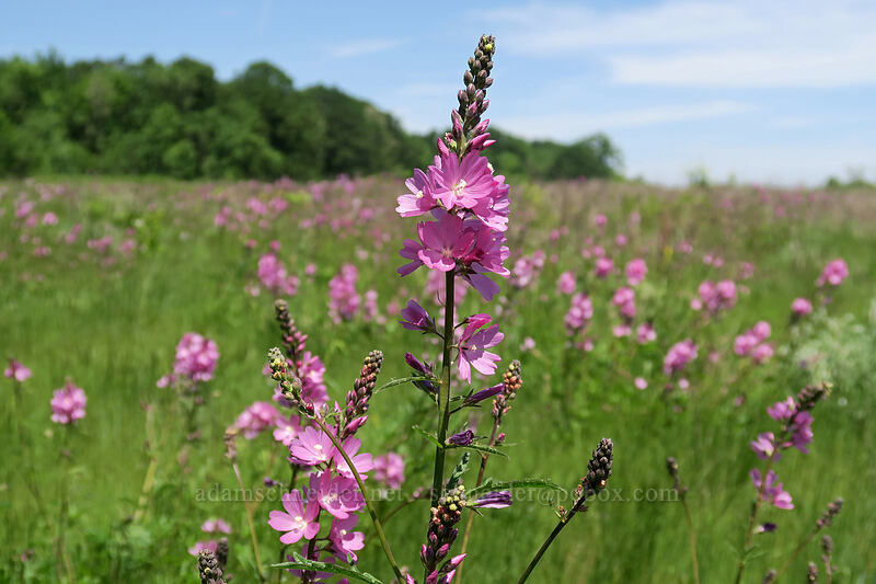 rose checker-mallow (Sidalcea virgata (Sidalcea malviflora ssp. virgata)) [Finley Refuge Road, Finley National Wildlife Refuge, Benton County, Oregon]