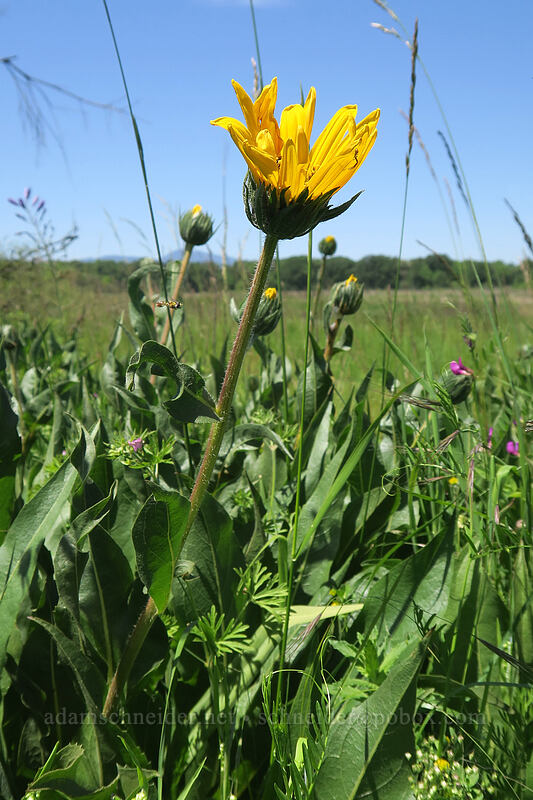 narrow-leaf mule's ears (Wyethia angustifolia) [Prairie Overlook, Finley National Wildlife Refuge, Benton County, Oregon]