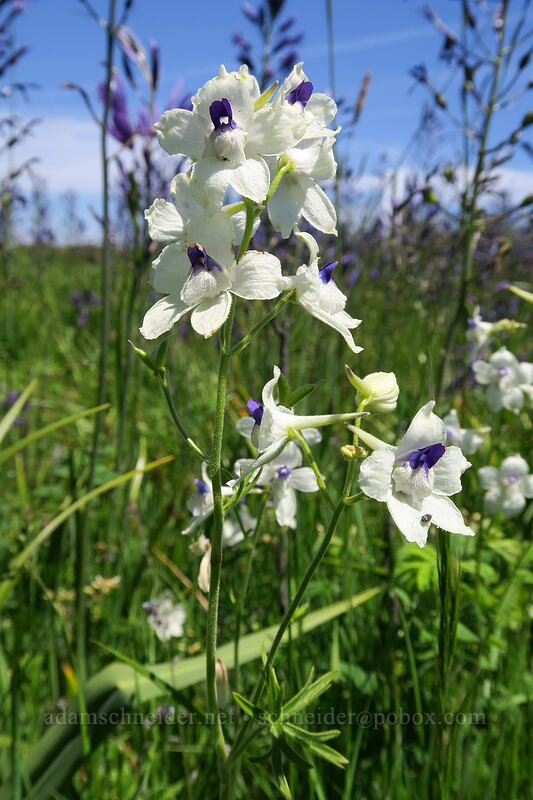 peacock larkspur (Delphinium pavonaceum) [Prairie Overlook, Finley National Wildlife Refuge, Benton County, Oregon]