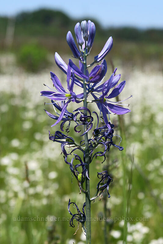 camas (Camassia quamash) [Prairie Overlook, Finley National Wildlife Refuge, Benton County, Oregon]