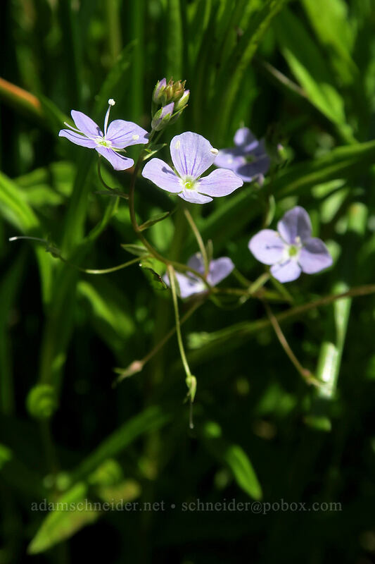 marsh speedwell (Veronica scutellata) [Prairie Overlook, Finley National Wildlife Refuge, Benton County, Oregon]