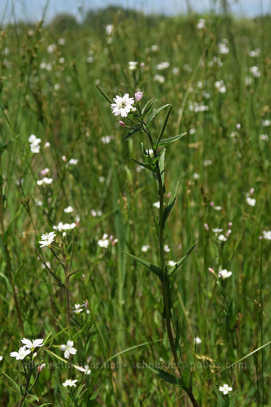 common willow-herb (Epilobium ciliatum) [Bruce Road, Finley National Wildlife Refuge, Benton County, Oregon]