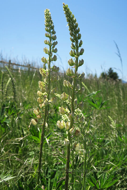 lupines (Lupinus sp.) [Bruce Road, Finley National Wildlife Refuge, Benton County, Oregon]
