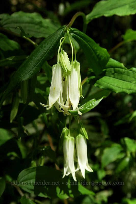 Smith's fairy bells (Prosartes smithii (Disporum smithii)) [Mary's Peak Road, Siuslaw National Forest, Benton County, Oregon]