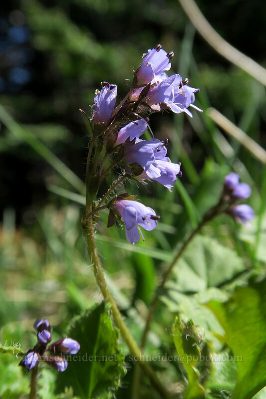 snow queen (Synthyris reniformis (Veronica regina-nivalis)) [Mary's Peak, Siuslaw National Forest, Benton County, Oregon]