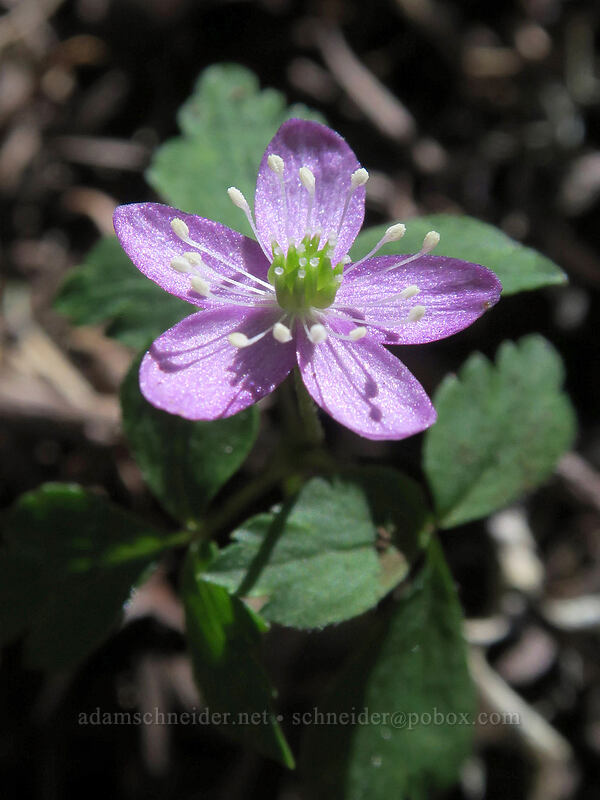 Lyall's anemone (Anemone lyallii (Anemonoides grayi)) [Mary's Peak, Siuslaw National Forest, Benton County, Oregon]