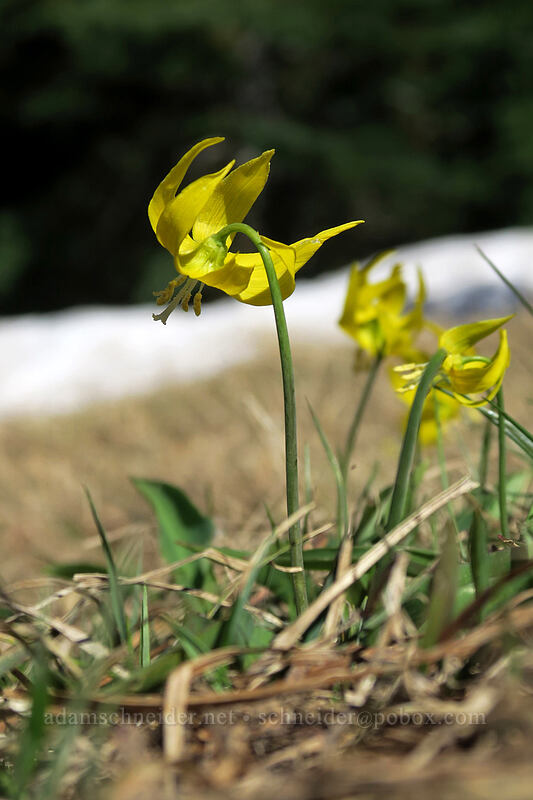 glacier lilies (Erythronium grandiflorum) [Mary's Peak summit, Siuslaw National Forest, Benton County, Oregon]