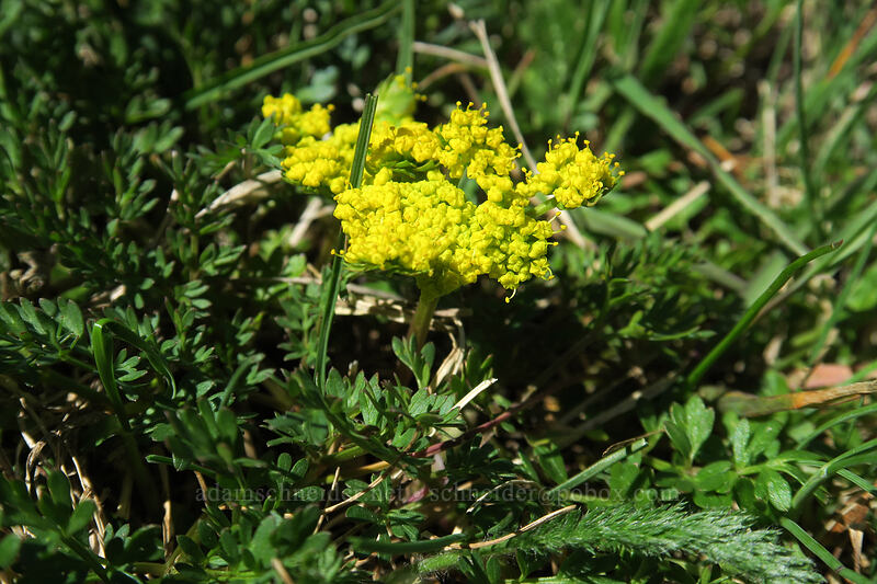 Martindale's desert parsley (Lomatium martindalei) [Mary's Peak summit, Siuslaw National Forest, Benton County, Oregon]