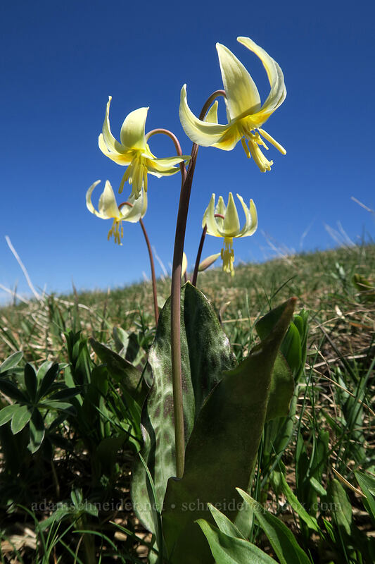 Oregon fawn lilies (Erythronium oregonum) [Mary's Peak summit, Siuslaw National Forest, Benton County, Oregon]