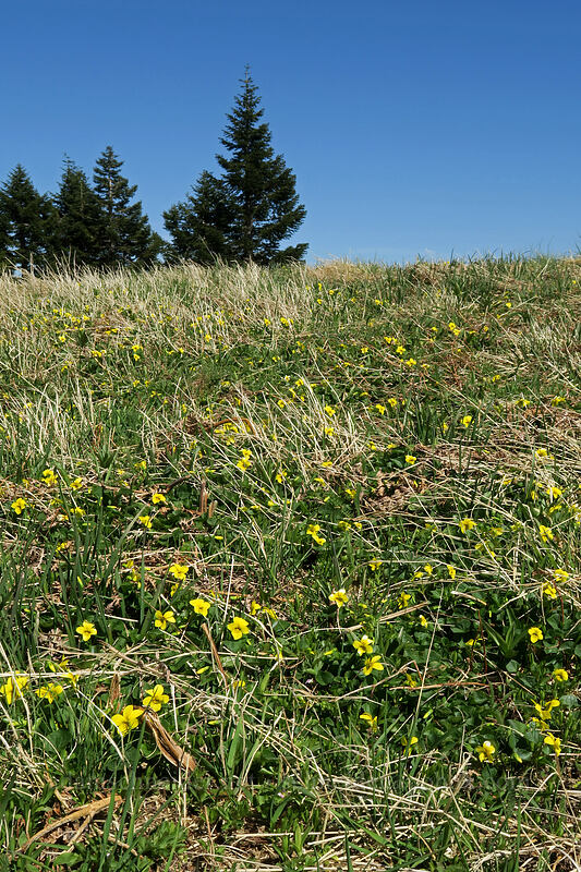 pioneer violets (Viola glabella) [Mary's Peak, Siuslaw National Forest, Benton County, Oregon]