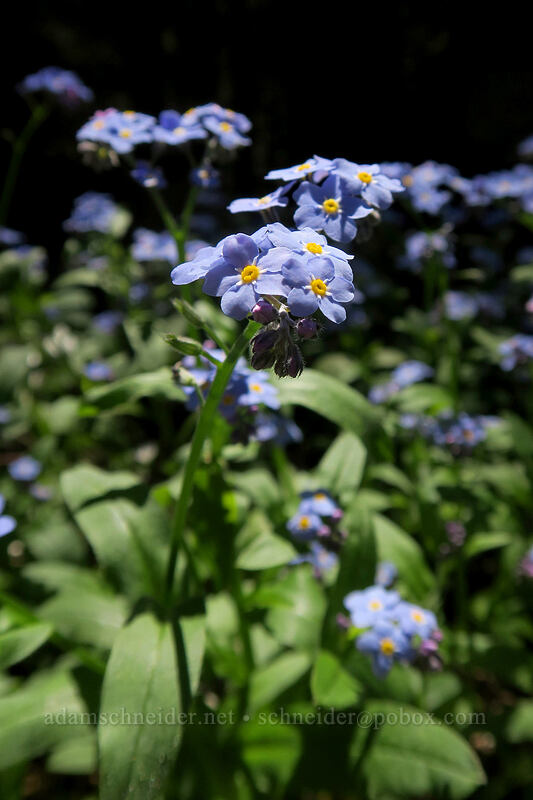 forget-me-nots (Myosotis scorpioides) [Mary's Peak Road, Siuslaw National Forest, Benton County, Oregon]
